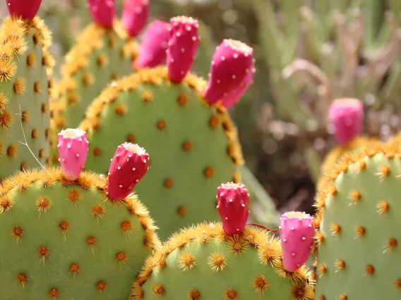 Close-up image of a prickly pear with pink fruit