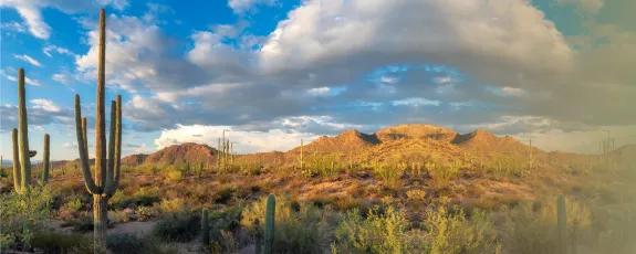 Sonoran Desert