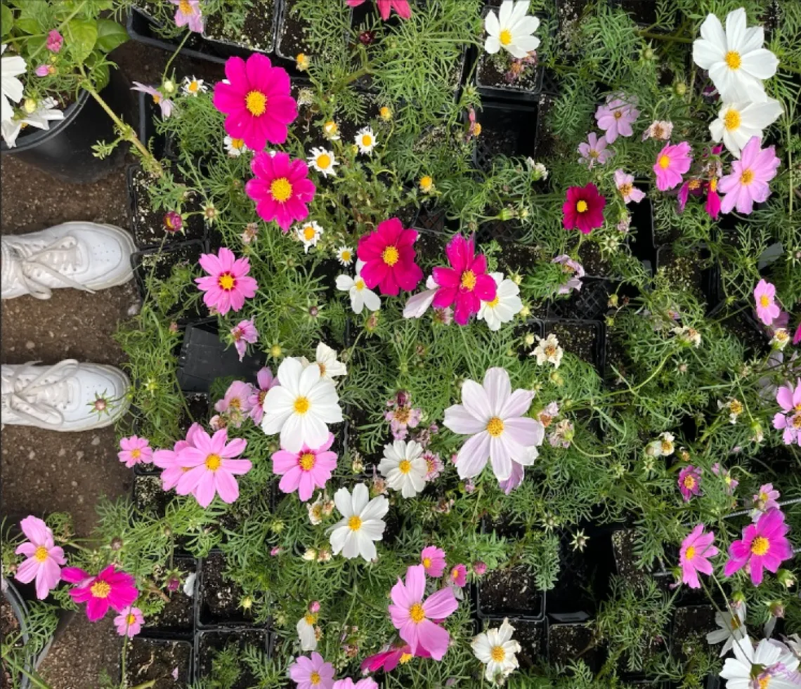 Many flower pots full of pink, red, and white flowers, seen from above, with a pair of white shoes next to them